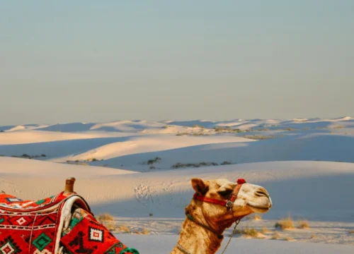 Kutch White Desert Tour